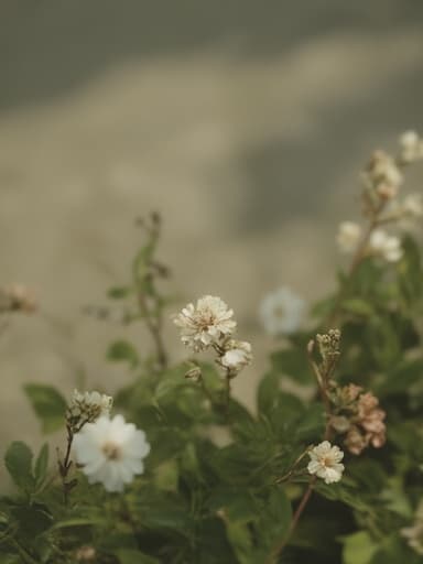 자연 배경 - 무료 다운로드 가능한 자연