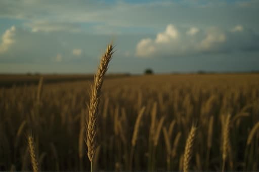 부드러운 바람에 흔들리는 황금빛 밀밭을 보여주는 멋진 풍경 사진. 맑고 푸른 하늘 아래 부드러운 햇빛이 장면을 비추며 평화롭고 이상적인 분위기를 만들어냅니다.